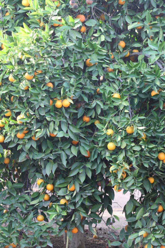            Habit (Riverside, CA)   